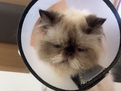 -喵园·猫主题咖啡厅·撸猫·猫咖(国贸店)