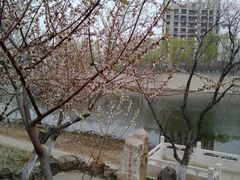 -桃花堤公园