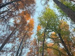 -上海海湾国家森林公园