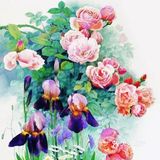 水彩画作品欣赏：精湛的月季花画💓💓