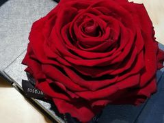 -ROSEONLY诺誓(青岛万象城店)