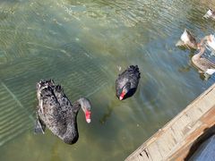 -南宫五洲植物乐园