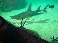 -悉尼海洋生物水族馆
