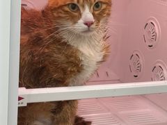-爱洗澡的猫(天河路店)