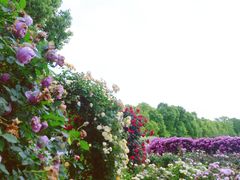 -嘉北郊野公园