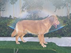 -汪说喵讲宠物乐园宠物酒店(红星美凯龙店)