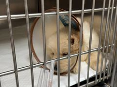 -东莞宠友24H宠物中心医院·转诊夜诊·异宠(新河北路院)