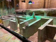 -zoonana室内动物园(东方福来德店)