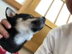 -柴犬小屋·柴餐厅·狗咖食堂(金鼎广场店)