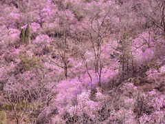 -青岛大珠山景区