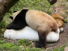 -广州长隆野生动物世界