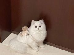 -欣宠猫屋·矮脚拿破仑·蓝金金渐层