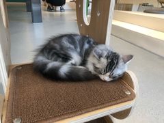 -飞行喵MR PILOT|猫舍·猫咖(静安大融城店)