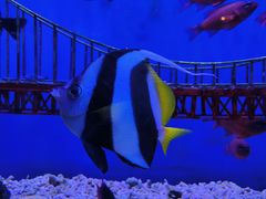 -太平洋海底世界