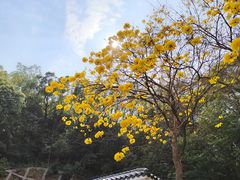 -广州市帽峰山景区