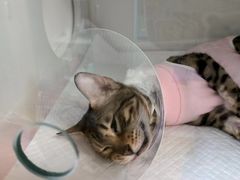 -北京观赏动物医院·24小时大型综合·猫专科·异宠专科