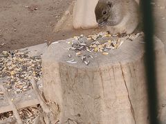 -石家庄市动物园