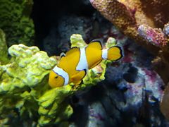 -暹罗海洋世界