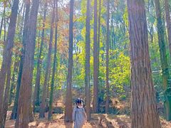 -青龙山国家森林公园