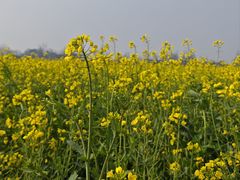 -中国天府农业博览园