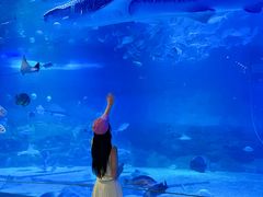 -烟台海昌鲸鲨海洋公园