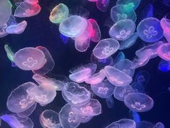 -海合安成都极地海洋公园