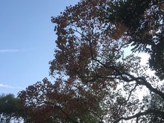 -新江湾城公园