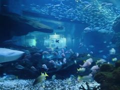 -海合安武汉极地海洋公园
