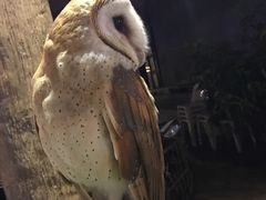 -清迈夜间动物园