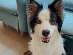 -爱妮康宠物医院·干细胞免疫细胞·肿瘤·心脏(张江店)