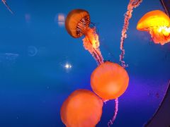 -太平洋海底世界