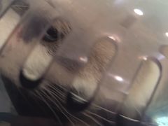 -纳吉亚猫专科动物医院·北北分院