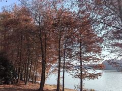 -上海海湾国家森林公园