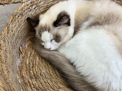 -喵喵咪呀布偶猫咖(春熙路店)