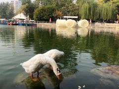 -莲湖公园