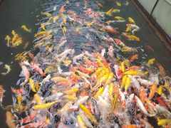 -千岛湖鱼味馆(十字街总店)