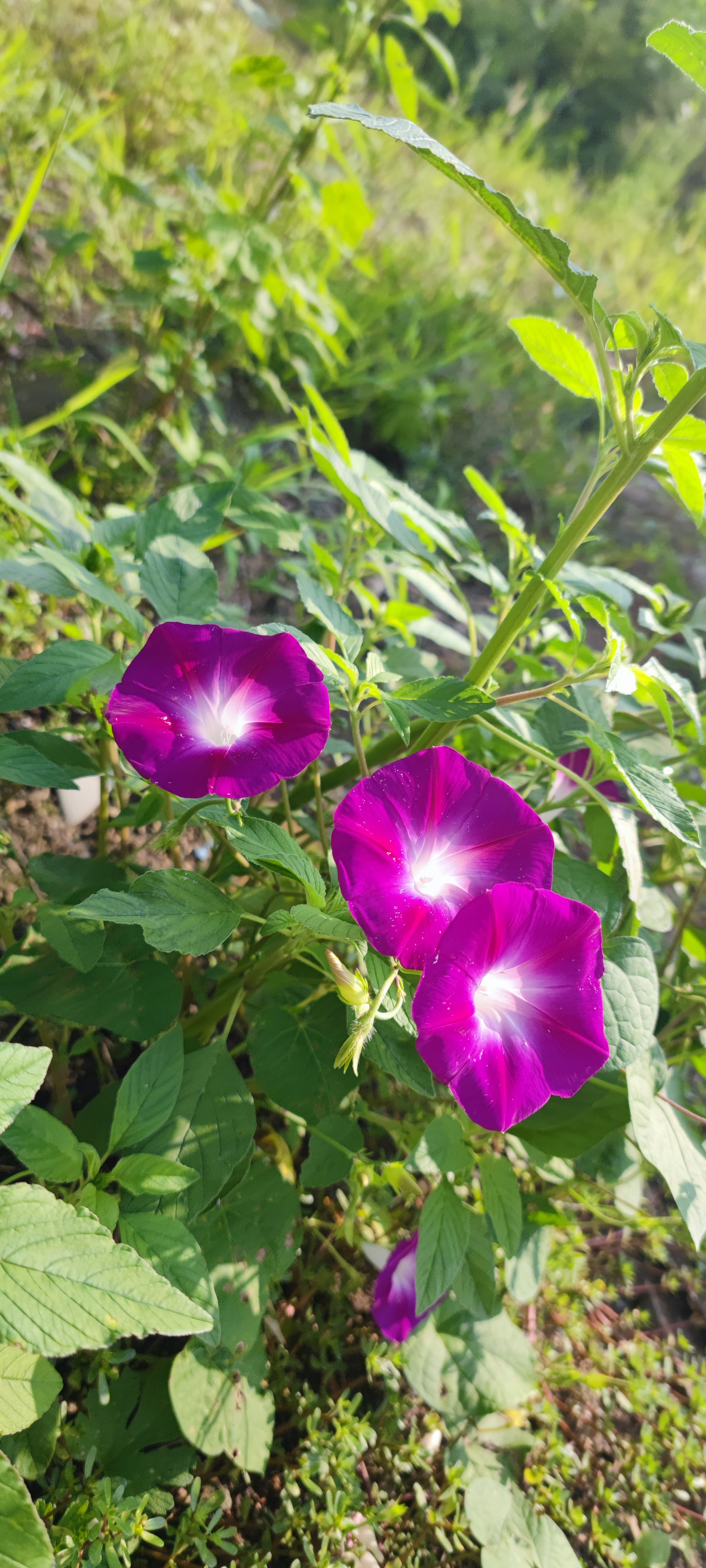 喇叭花的特点牵牛花图片