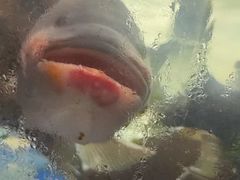 -老伙记海鲜码头(北滘店)