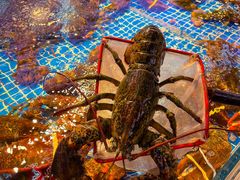 -驻海渔市(置信店)