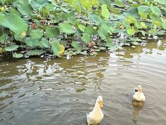 -木塔寺遗址生态公园
