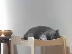 -有猫主题·治愈系猫咖(曾厝垵店)