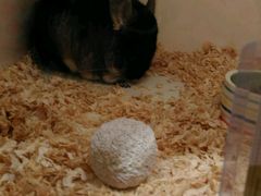 -龙猫仔乐园(惠福东路店)