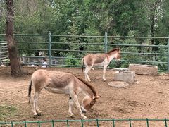 -青藏高原野生动物园