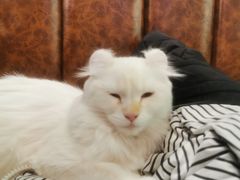 -猫小院猫主题餐厅(三里屯店)