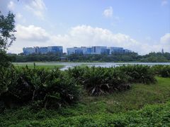 -华侨城湿地公园