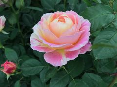 -人民公园(罗湖区)