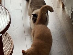 -安安宠医·臻爱宠物医院·宠保定点(营门口路分院)