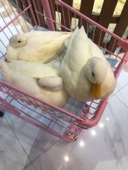 -Moni星球萌宠·小马宝莉·灵蛇·高端高阶全萌宠互动体验俱乐部(红豆国际广场店)