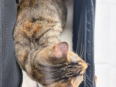 -爱侣·安琦尔宠物医院·中兽医针灸·心内科·狂犬免疫点(宝山区院)