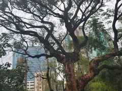-九龙公园